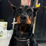 HAO1101的头像-天若游戏论坛